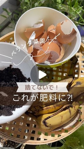 ハーブと野菜とベランダ on Instagram: "🌿捨てないで！バナナの皮が肥料になる⁉️ 以前にも紹介しましたが、我が家では毎日食べる3つのものを肥料にしています🩷 本来生ゴミになるものが肥料になるなんてめちゃくちゃエコですよね✨ 1️⃣バナナの皮→カリウム・リン・マグネシウム 2️⃣卵の殻→カルシウム 3️⃣コーヒーのかす→チッソ 🌿作り方 ①バナナの皮→乾燥させて細かく切る ②コーヒーかす→乾燥させる ③卵の殻→細かく刻む ①②③を混ぜて、コンポストに混ぜてます🌱 #家庭菜園#ベランダ菜園#肥料作り#コンポスト#バナナの皮#自家製肥料#ベランダ栽培#エコな暮らし#サスティナブルな暮らし#ゴミを減らそう#composer #homefertilizer #天然肥料#家庭菜園好きな人と繋がりたい"