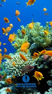 14K views | Discover the beauty of tropical marine aquariums with vibrant fish and corals at Seahorse Aquariums.  Our expert advice ensures your reef tank thrives. Shop Now!  | Seahorse Aquariums | Facebook