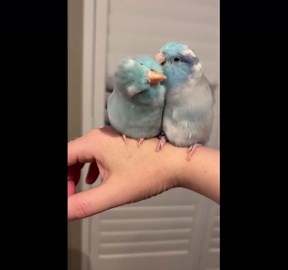 Pretty Parrotlets Preen Each Other
