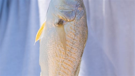 Grunting, croaking, squeaking, clicking, vibrating, the sounds fish create