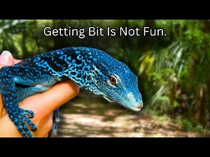 Taming My Blue Tree Monitor !