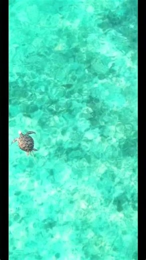 【感動】ウミガメが目の前に…！パワーマリンのクリアカヤック体験が最高すぎた…！