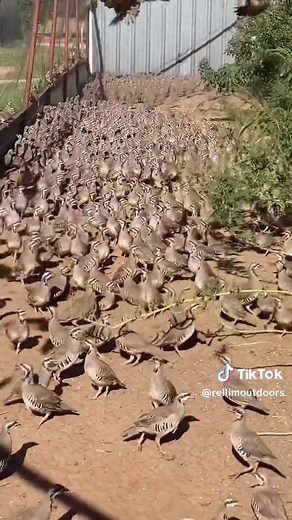 Chukar were being wild today! #chukar #chukarpartridge #birdfarm #birdtok #gamebirds #rellimoutdoors #upland #farmlife #birdsoftiktok #fyp #foryoupage