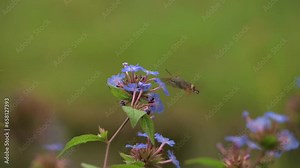 Hummingbird Hawk-Moth (Macroglossum stellatarum) hovering and feeding on Ceratostigma flowers. October, Kent, UK. [Slow motion x5]