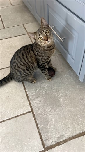 Aspen the avocado thief 🥑 Apply for Aspen at https://clarkcountytips.org/adopte | TIPS - TNR in Clark County OH