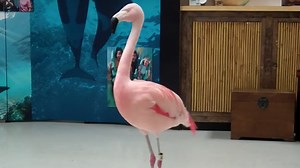 Busch Gardens Flamingo -- Park Visitor Busted for Deadly Attack (VIDEO)