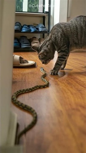 Funny! Snake wiggles—cat totally freaks out? #cat #catandmouse #trending