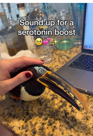 Divertido Toucan: ASMR y Videos de Aves