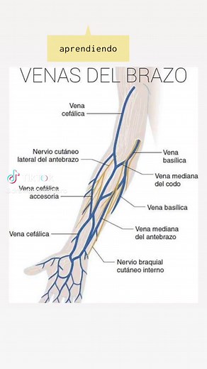 📝Venas del brazo #medicinestudent #medlifestyle #repasomedicina #notasmedicina #medicaldoctor #apuntesmedicina #doctora #apuntesbonito #medicinageneral #medicointerno #medicosocial #medicorural #futurosdoctores #futuraenfermera💙👊👩‍⚕️ #venas #brazo #canalizacion #paratiiiiiiiiiiiiiii