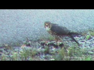 Merlin "Pigeon Hawk"