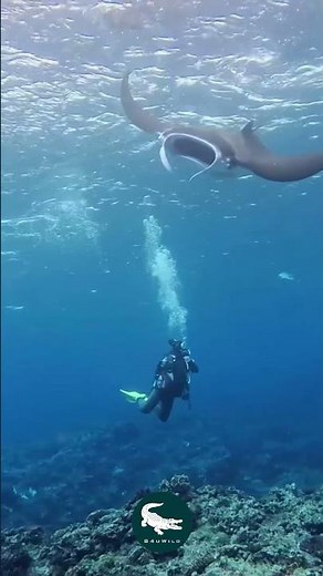 Manta Ray: The Ocean’s Gentle Giant 🪽✨