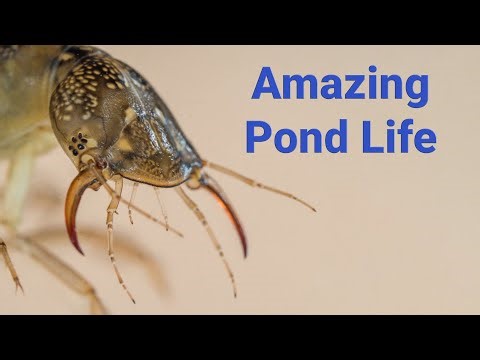 10 (ish) Garden Pond Creatures