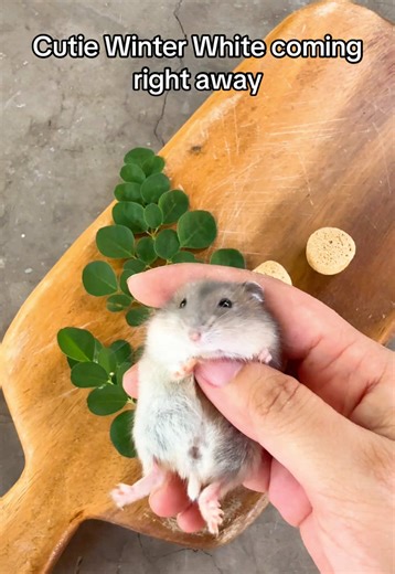 Cute Winter White Hamster Moments You Can't Miss