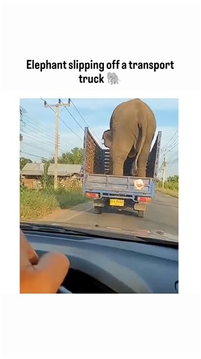 The Cinex Community on Instagram: "This shocking clip looks like a real accident at first glance—an elephant slipping off a transport truck, rolling down an embankment, and somehow standing up unharmed. The moment feels terrifying, and it’s easy to see why so many viewers panicked while watching it. But here’s the important truth: this video is AI-generated. Fact-checks by reliable sources have pointed out clear visual anomalies, including unnatural body movement and inconsistent leg positioning