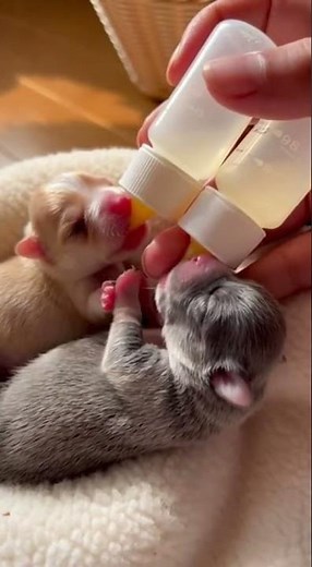 puppies feeding from the bottle🍼🐶 #babyanimals #animallovers #cuteanimals #cute #cutepuppy #pets