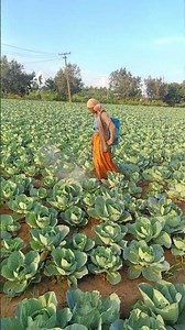 How to Fertilise Cabbage for Big, Healthy Heads