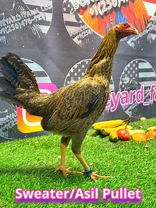 Sweater Asil Pullet | Boneyard farm