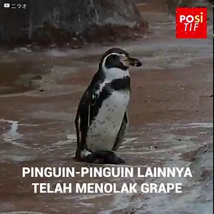 2.1M views · 32K reactions | ”Grape-kun” pernah memiliki pasangan...