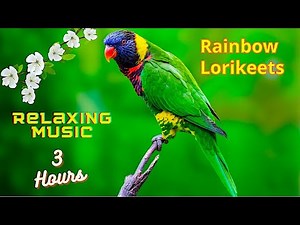 3 hours Birds Video with Music || Relaxing Music Nature Sounds Birds [ Rainbow lorikeets ]