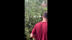 Sudden tree collapse startles bystanders in Bali, Indonesia