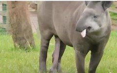 野生动物交配千奇百怪