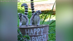 14K views · 484 reactions | Happy National Pumpkin Day! The animals at Busch Gardens Tampa Bay certainly enjoyed their pumpkin enrichment today! https://bit.ly/3FkgE8J | WFLA News Channel 8 | Facebook