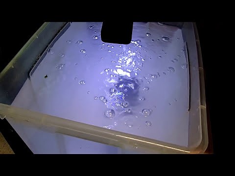 Ramshorn Snail Tank Setup: Comprehensive Care and Breeding Guide