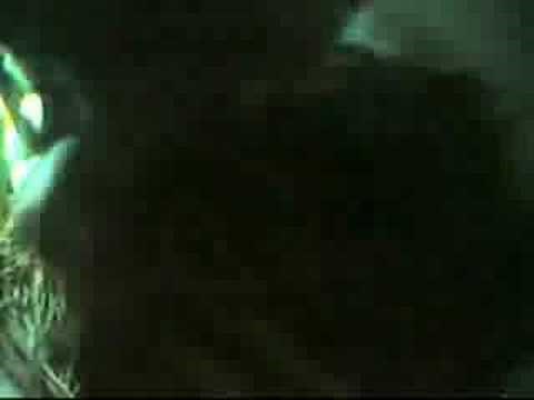 Starling Attack in a Purple Martin Nest