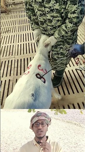 😮 Identification at a glance! Goat numbering on the farm 🐐 #GoatMarking #FarmProcess #ViralScene ...
