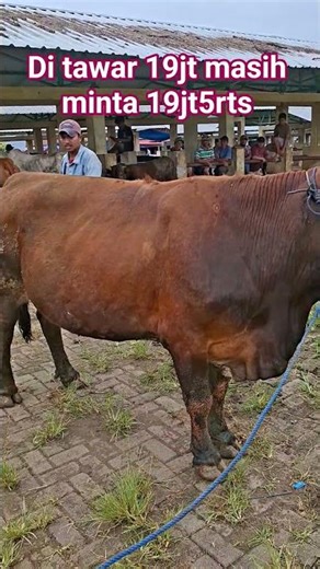 sapi babon lemosin lemu