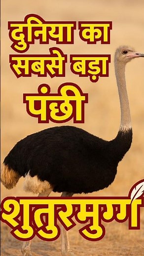 शुतुरमुर्ग 🦤 | दुनिया का सबसे बड़ा और तेज दौड़ने वाला पक्षी | Ostrich Facts in Hindi#ostrich #viral