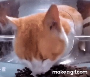 cat eating then looking at the camera meme on Make a GIF