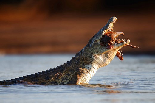 Meet 'Gustave' — The World's Most Dangerous Crocodile with 200  Rumored Kills