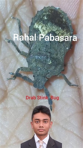 Drab Stink Bug##