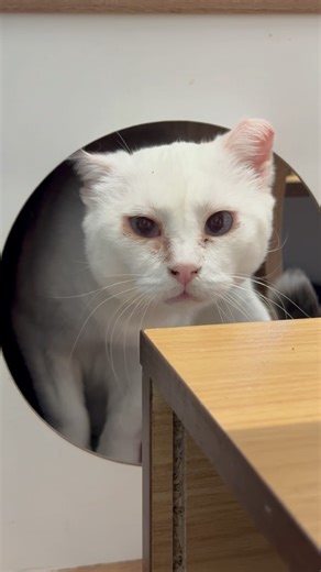 Sweet Carmen! We got her back in 2021 after she and 20 cats were rescued from a small chicken coop. We love her so much! 😻🐾💗 #carmen #loved #toocute #catlover #furballfarm #chickencoop #furball #thisisrescue #safe #wanted #furballfarmcatsanctuary | Furball Farm Cat Sanctuary