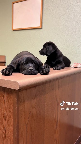 Puppy Love: Rent Paid in Wags and Kisses