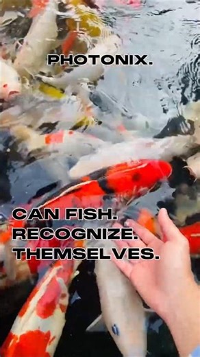 Are Fish Self-Aware? #scienceshorts #science #photonix #shorts #fish