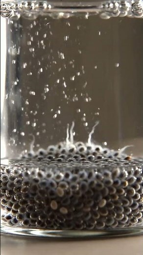Chia Seeds Growing in Water – Amazing Result