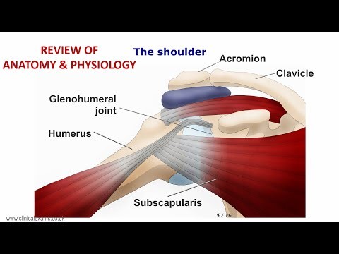 MUSCULOSKELETAL EXAM - REVIEW OF ANATOMY & PHYSIOLOGY
