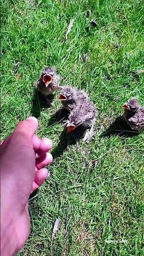 Tổ chim sơn ca non #birds #birdsong #animals #nguyensach