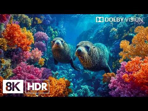 Spectacular Underwater Ocean Creatures in 8K HDR | Dolby Vision™