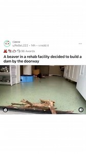 542K views · 181 reactions | Are you a #beaver? 'Cuz... dam. What did the beaver mention to a tree? It has been nice gnawing you. Where did the hamsters invade the beaver colony? Hamsterdam. How do beavers make a bouncy dam? They use spring water!! What is a naughty beavers' favorite type of wood? Knotty pine.  Follow @bad_science_jokes for more beavers? Maybe. | Bad Science Jokes | Facebook