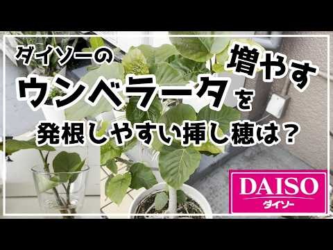 【観葉植物】ウンベラータを増やす／発根しやすい枝は？
