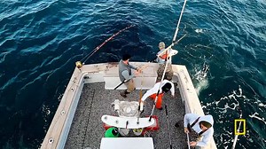 It's a battle of predator vs predator as the crew of Fishin' Frenzy attempt to land a giant jumbo tuna. A new episode of #WickedTuna: Outer Banks airs Sunday at 9/8c on National Geographic. | Wicked Tuna