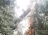 Timber! Tree spectacularly disintegrates at lumberjacks' feet