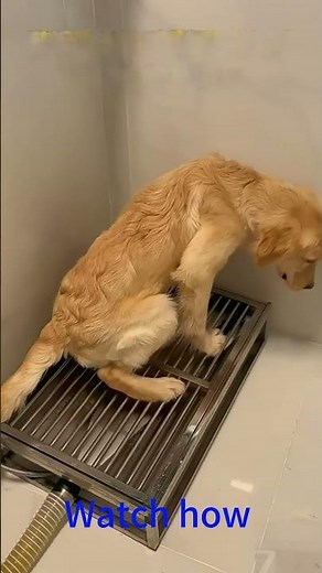 Built a Flushable Dog Toilet… And It Actually Works!🐶🚿