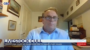‘I don’t this the Prime Minister has quite realised the seriousness of this - we have a real animal welfare issue now’ Neil Parish MP, Chair of the Environment, Food and Rural Affairs Committee, weighs in on a livestock cull which could see 120,000 pigs slaughtered due to supply chain issues. Subscribe to GB News YouTube channel https://www.youtube.com/channel/UC0vn8ISa4LKMunLbzaXLnOQ | GB News