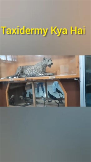 Taxidermy। Preserved Animals। Kufri । Shimla
