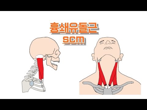 흉쇄유돌근/목빗근/SternoCleidoMastoid 완전 정복!