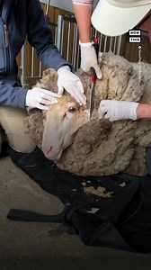 656K views · 4.7K reactions | A 7-year-old sheep named Alex who was rescued after being found on top of a mountain in Victoria, Australia, last month just got a well-deserved shave. Handlers removed approx 80+ pounds of wool from Alex’s fleece—nearly a world record for a single sheep shaving. A clip of his makeover was shared on TikTok, where it received 100M views. | NowThis | Facebook